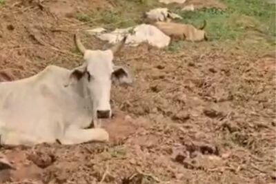 Imagem da notícia Gado sai em busca de água e morre atolado às margens do Rio Taquari em Coxim